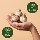 Sieruibollen Buzzing Beauties mix — bijenvriendelijke alliummix, 120 stuks (maat 6/7)