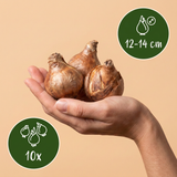 10x Narcissus Ice King - Dubbele narcis - Wit en Geel - Voorjaarsbloeier - Bolmaat 12/14