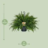 Nephrolepis Green Lady - Ø20cm - ↕60cm