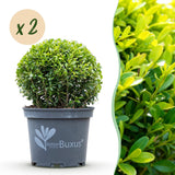 Green boutiQ - Buxus Bol - BetterBuxus Skylight - Resistant tegen de Buxus Schimmel - 2 planten - pot 23cm bol 25cm