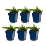 Green boutiQ - Vasteplant - Phlox Maischnee - Vlambloem - Bodembedekkend - Wit - 6 Plant - Pot 11cm - Hoogte 15-25cm