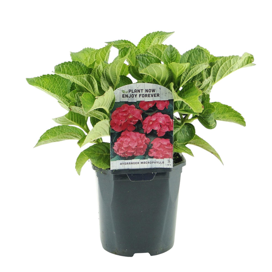 Hydrangea macrophylla Red – 30 cm hoog (foto 2)