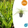 24x Carex morrowii 'Aureovariegata'- ↕10-25cm - Ø9cm