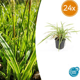 24x Carex morrowii 'Aureovariegata'- ↕10-25cm - Ø9cm