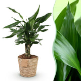 Green BoutiQ - Green is... Kamerplanten - Dracaena fragrans Steudneri - Drakenbloedboom - Weinig onderhoud - met mand - Groen - 1 Plant - Pot 17cm - Hoogte 50-55cm