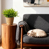 Green boutiQ - Kamerplant - Bamusa Pogonatherum Monica - Bamboegras - Huisdiervriendelijke Plant - Groen - 4 Planten - met Mand - Pot 12cm - Hoogte 20cm