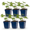 Green boutiQ - Vasteplant - Geranium Tricolour - Ooievaarsbek - Bodembedekkend - Paars - Roze - Wit - 6 Planten - Pot 11cm - Hoogte 15-25cm