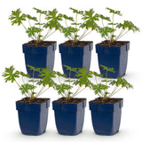 Green boutiQ - Vasteplant - Geranium Tricolour - Ooievaarsbek - Bodembedekkend - Paars - Roze - Wit - 6 Planten - Pot 11cm - Hoogte 15-25cm