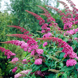 Green boutiQ - Tuinplant - Buddleja davidii Pink Delight - Vlinderstruik - Winterhard - Roze - 3 Planten - Pot 17cm - Hoogte 45cm