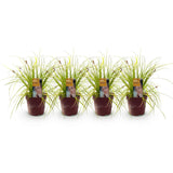 Green boutiQ - Siergrassen -Carex oshimensis Everillo - Geel - 4 Planten - Bladhoudend - Weinig Onderhoud - Pot 17cm Hoogte 50cm