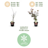 Green boutiQ - Terrasplant - Japanse Esdoorn - Acer palmatum Atropurpureum - Paars - 1 Plant - Bladverliezend - Pot 19cm Hoogte 70cm