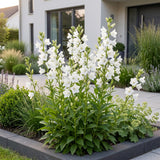 Green boutiQ - Vasteplant - Campanula pers. Alba - Perzikbladklokje - Bijen en Vlinderlokkers - Wit - 1 Plant - Pot 11cm - Hoogte 15-25cm