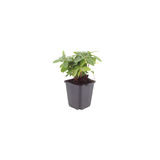48x Euphorbia amygdal. robbiae - ↕10-25cm - Ø9cm