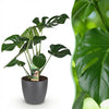 Green BoutiQ - Kamerplanten - Monstera Deliciosa - Gatenplant - Weinig onderhoud - Groen - 1 Plant - met Potter Grijs - Pot 21cm - Hoogte 70-80cm