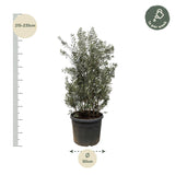 Olea Europaea struik - 250cm- Ø55