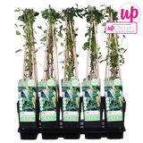 Lonicera japonica 'Halliana' - Ø15cm - ↕65cm