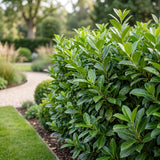 Green boutiQ - 8x Prunus laur. Novita - Laurierkers - Haagplanten - Groenblijvend - Groen - Pot 9cm - Hoogte 25-35cm