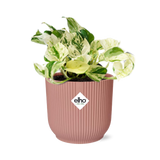 Epipremnum Pinnatum Happy Leaf in ELHO Vibes Fold 14cm roze