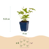 Green boutiQ - Vasteplant - Anemone hybr. Hon. Jobert - Herfst Anemoon - Schaduw - Wit - 12 Planten - Pot 11cm - Hoogte 15-25cm
