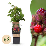 Green boutiQ - Fruitplant - Rubus phoenicolasius - Japanse wijnbes - Winterhard - Fel Rode Framboos - 2 Planten - Pot 15cm - Hoogte 50cm