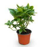 Green boutiQ - Tuinplant - Hydrangea macrophylla Wit - Hortensia - Winterhard - Wit - 1 Plant - Pot 12cm - Hoogte Hoogte 20-30cm