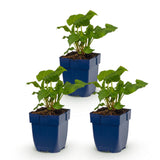 Green boutiQ - Vasteplant - Persicaria ampl. Alba - Duizendknoop - Schaduw - Wit - 3 Planten - Pot 11cm - Hoogte 15-25cm