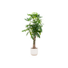 Combi deal - Pachira Aquatica inclusief elho Vibes Fold Round wit Ø30 - 150 cm
