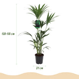 Green boutiQ - Kamerplant - Howea Forsteriana - Kentia Palm - Weinig Onderhoud - Groen - 1 Plant - met Potter Wit - Pot 21cm - Hoogte 120-130cm