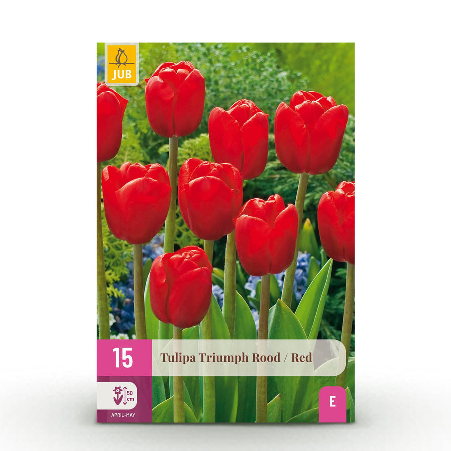 Tulpenbollen Triumph Red — rood, 15 stuks (bolmaat 11/12)