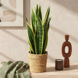 Green BoutiQ - Green is... Kamerplanten - Sanseveria Laurentii - Vrouwentong - Weinig onderhoud - Groen - 2 Planten - Pot 17cm - Hoogte 60-70cm