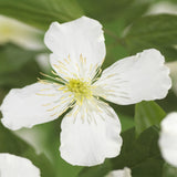Green boutiQ - Klimplant - Clematis montana Grandiflora - Bloem Wit - Vroegbloeiend - Weinig onderhoud -2 planten -Pot 11cm Hoogte 40cm