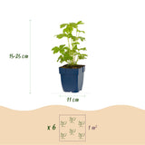 Green boutiQ - Vasteplant - Delphinium Tricolour - Ridderspoor - Bijen- en vlinderlokkers - Paars - Roze - Wit - 6 Planten - Pot 11cm - Hoogte 15-25cm