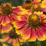6x Helenium 'Moerheim Beauty' - ↕10-25cm - Ø9cm