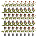 Green boutiQ - 40x Photinia fraseri Red Robin - Glansmispel - Haagplanten - Groenblijvend - Rood - Pot 9cm - Hoogte 25-35cm