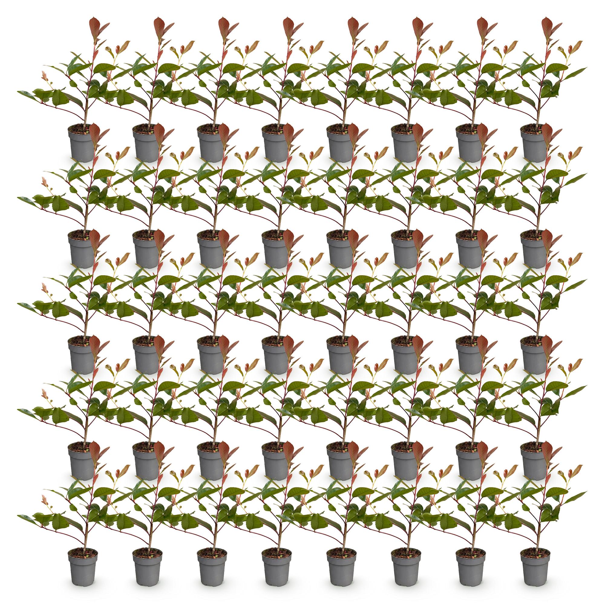 Green boutiQ - 40x Photinia fraseri Red Robin - Glansmispel - Haagplanten - Groenblijvend - Rood - Pot 9cm - Hoogte 25-35cm