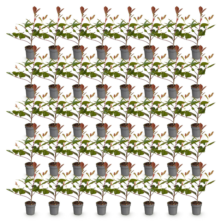 Photinia fraseri Red Robin — Glansmispelhaag, 40 stuks, 25-35 cm