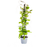 4x Cobea Scandens Violet Blue Ø13 cm - ↕60 cm