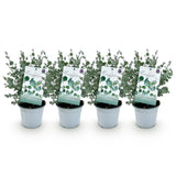 Green boutiQ - Terrasplant - Eucalyptus boom - Eucalyptus gunni- Grijs - 4 Planten - Winterhard - Pot 14cm Hoogte 30cm