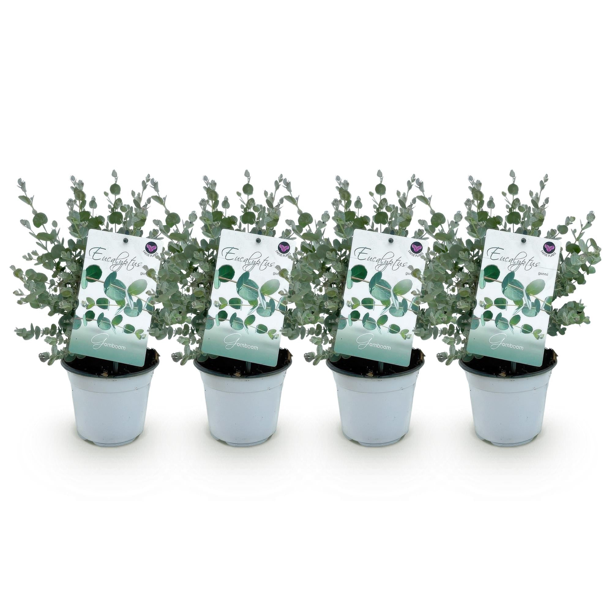 Green boutiQ - Terrasplant - Eucalyptus boom - Eucalyptus gunni- Grijs - 4 Planten - Winterhard - Pot 14cm Hoogte 30cm