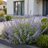 Green boutiQ - Vasteplant - Nepeta faassenii Walker's Low - Kattenkruid - Bijen en Vlinderlokkers - Blauw - 3 Planten - Pot 11cm - Hoogte 15-25cm