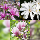Green boutiQ - Tuinplant - Magnolia Tricolour - Bloem Wit-Roze-Paars - 3 Planten - Bladverliezend - Weinig Onderhoud - Pot 12cm Hoogte 30cm