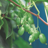 Green boutiQ - Fruitplant - Acitinidia arguta Issai - Kiwiplant - Zelfbestuivend - Groene Vrucht - 2 Planten - Pot 15cm - Hoogte 50cm