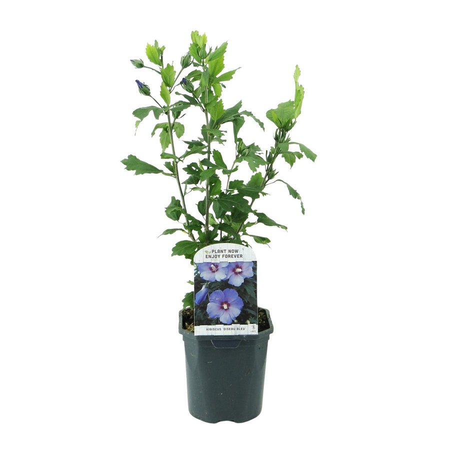 Hibiscus syriacus Oiseau Blue – 45 cm hoog (foto 2)