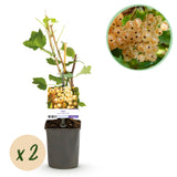 Green boutiQ - Fruitplant - Aalbes - Ribes rubrum White Pearl - Witte Bes - 2 planten -Pot 11cm Hoogte 40cm