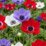 120x Anemone de Caen Mix - Klaproosanemoon de Caen mix - Diversen - Voorjaarsbloeier - Bolmaat 5/6