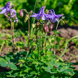 6x Aquilegia vulgaris - ↕10-25cm - Ø9cm