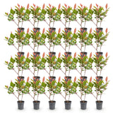 Green boutiQ - 24x Photinia fraseri Little Red Robin - Glansmispel - Haagplanten - Groenblijvend - Rood - Pot 9cm - Hoogte 25-35cm