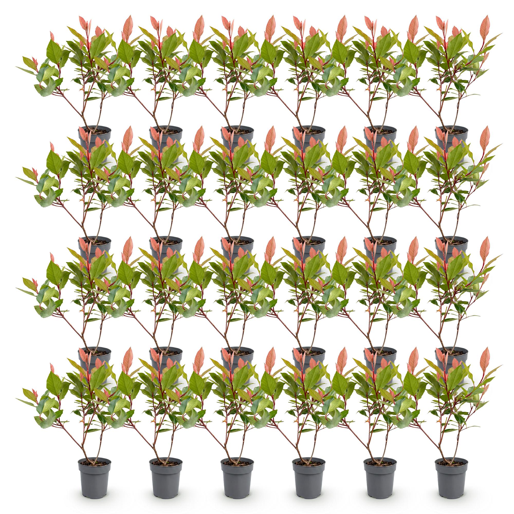 Green boutiQ - 24x Photinia fraseri Little Red Robin - Glansmispel - Haagplanten - Groenblijvend - Rood - Pot 9cm - Hoogte 25-35cm