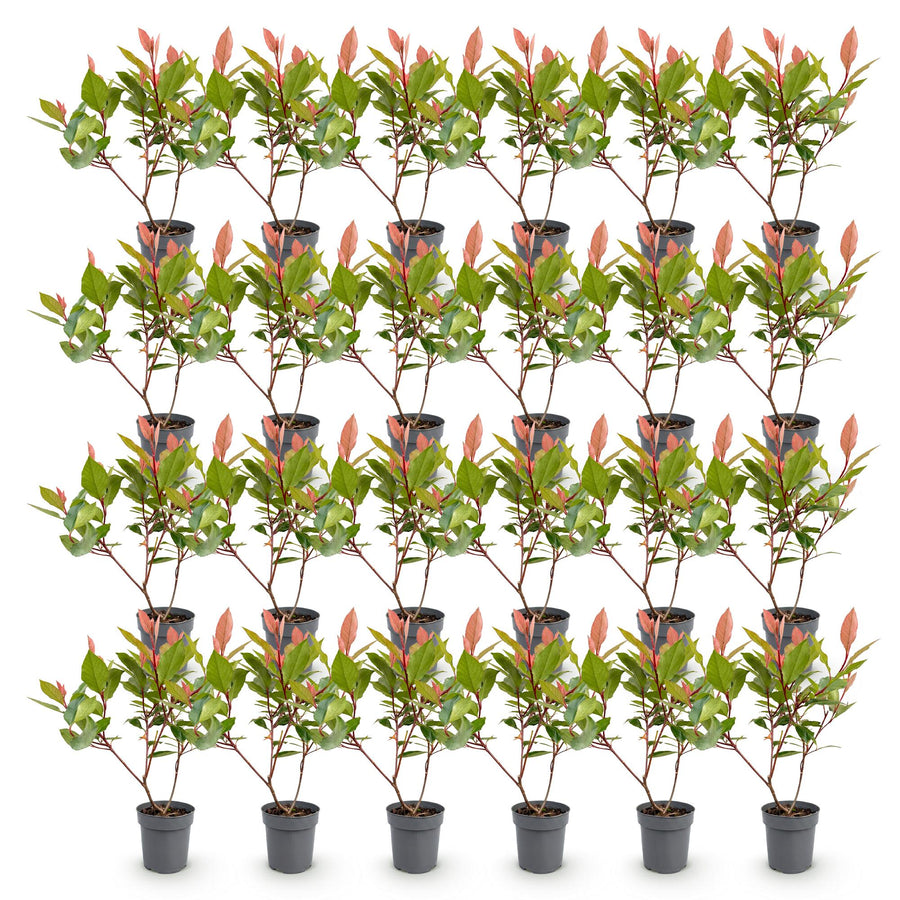 Photinia fraseri Little Red Robin — Glansmispelhaag, 24 stuks, 25-35 cm