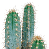 Pilosocereus azureus - - - 17cm